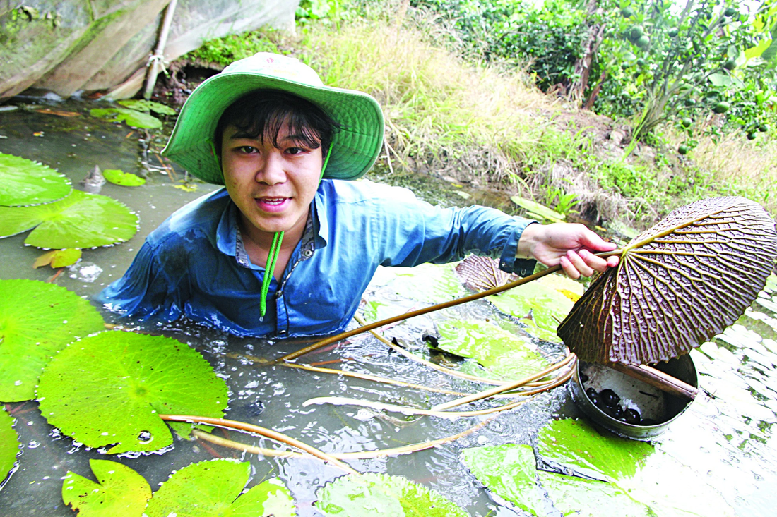 Bùi Chí Công (xã Phong Hòa, huyện Lai Vung, Đồng Tháp), tân sinh viên ngành dược Trường ĐH Y dược Cần Thơ (năm 2018), ở với ông bà nội từ nhỏ, hằng ngày đi bắt ốc, hái bông súng phụ gia đình. Công bắt được 3 - 5kg/ngày, bán được 10.000 - 15.000 đồng/kg - Ảnh: CHÍ QUỐC