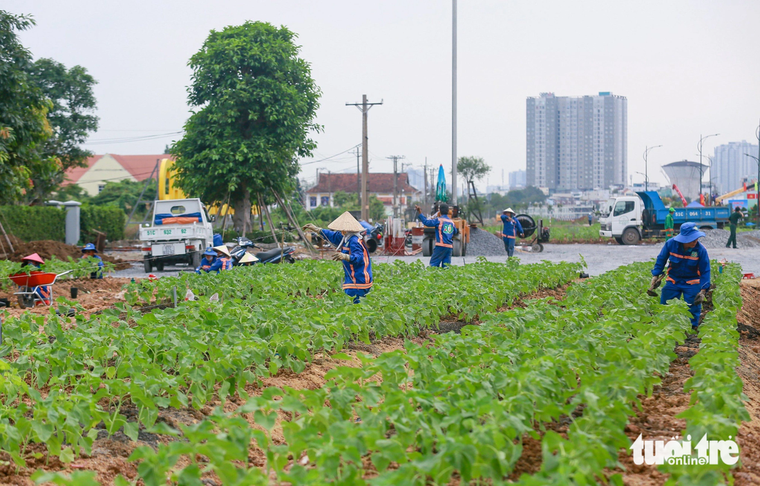 Hoa hướng dương dự kiến sẽ nở vào dịp năm mới 2024 - Ảnh: CHÂU TUẤN