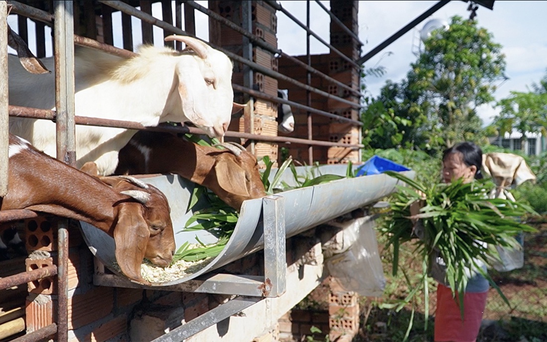 Một hộ nghèo chọn đầu tư vào chăn nuôi dê - Ảnh: A LỘC