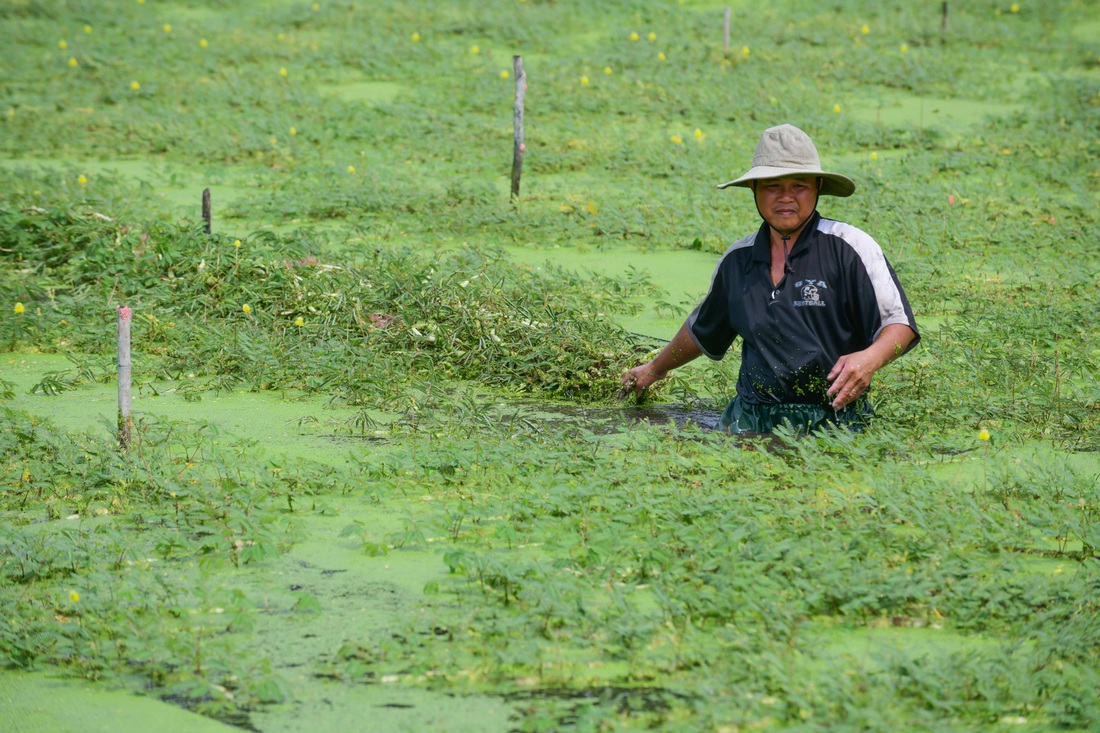 Nhiều người dân thuê đất trong khu quy hoạch theo năm để trồng rau nhút, rau muống bán - Ảnh: QUANG ĐỊNH