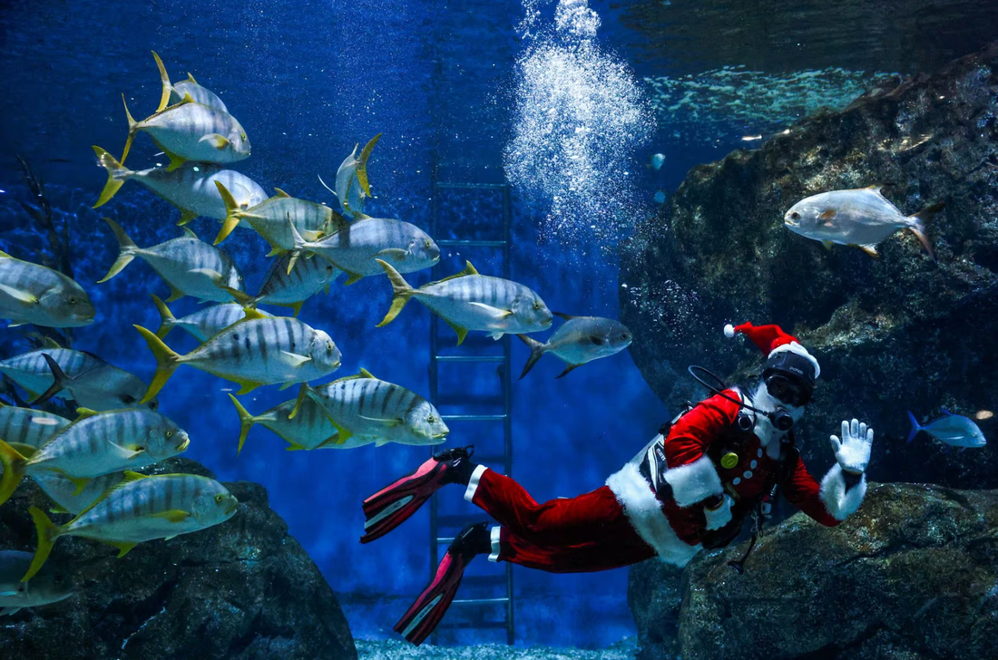 Một thợ lặn mặc trang phục ông già Noel và bơi cùng đàn cá tại thủy cung Sea Life Bangkok Ocean World ở Bangkok, Thái Lan vào ngày 19-12 - Ảnh: REUTERS