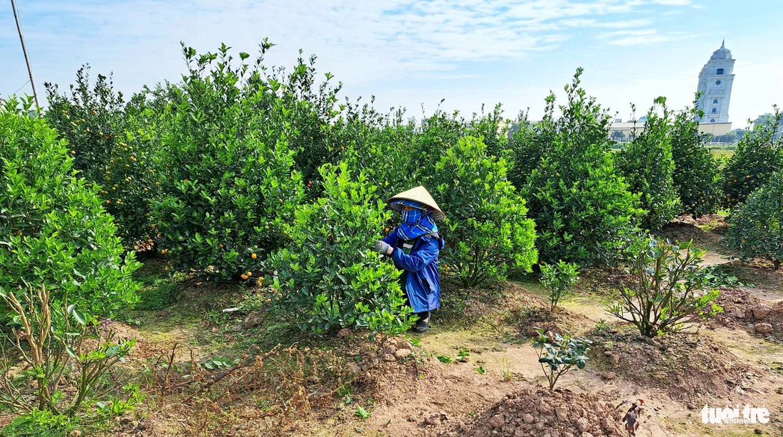 Sau trận mưa lớn đợt tháng 8 âm lịch, cả trăm gốc quất của gia đình bà Lợi bị rụng quả sớm, những cây còn sống thì còn trơ lại cành lá được chăm sóc để cho năm sau - Ảnh: KHÁNH LINH