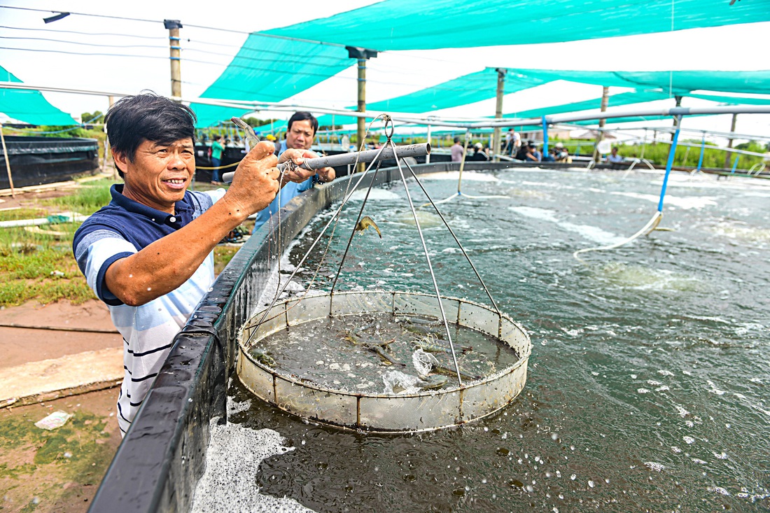 Vùng nuôi tôm ở huyện Hòa Bình, tỉnh Bạc Liêu - Ảnh: QUANG ĐỊNH