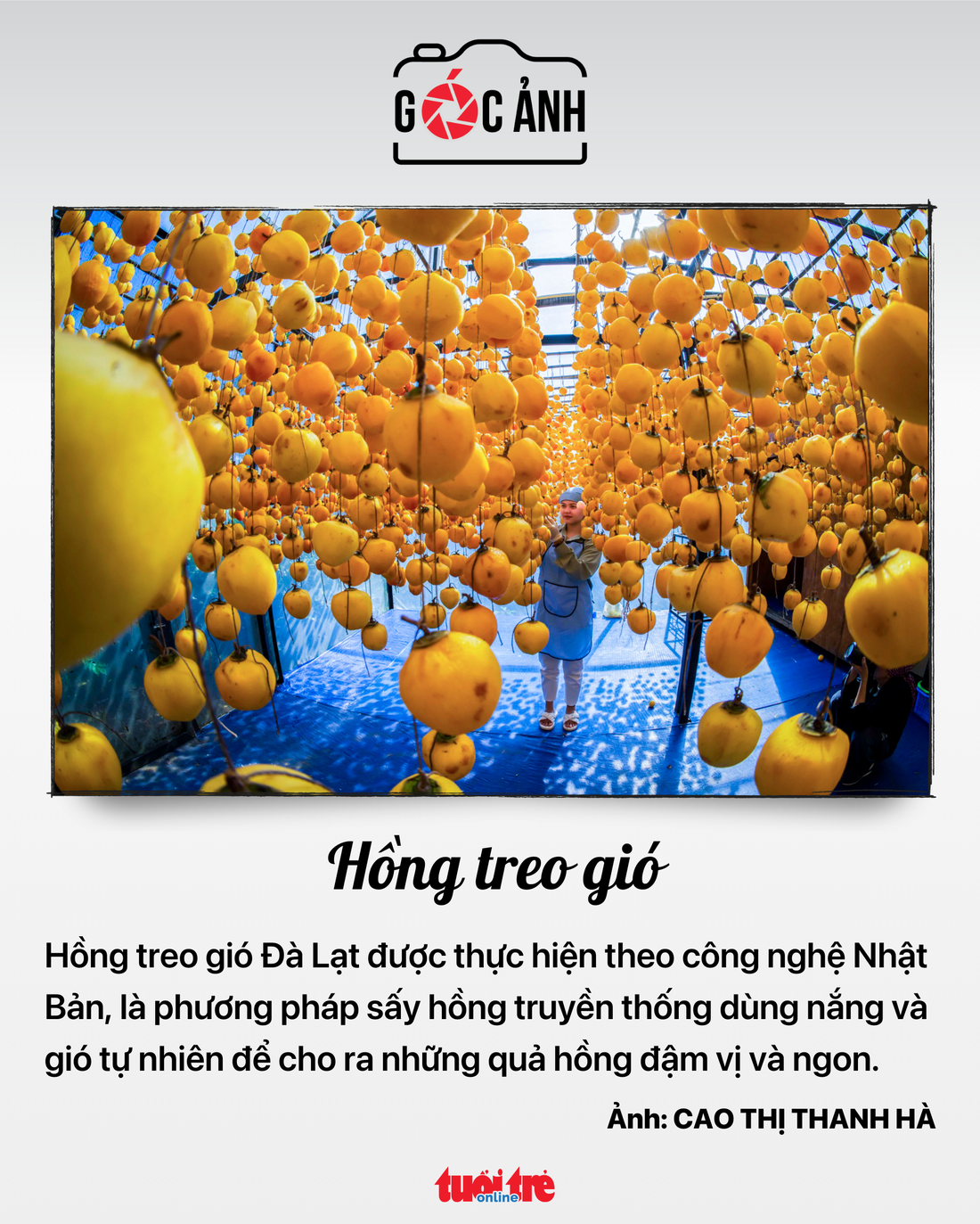 Hồng treo gió - Ảnh: CAO THỊ THANH HÀ