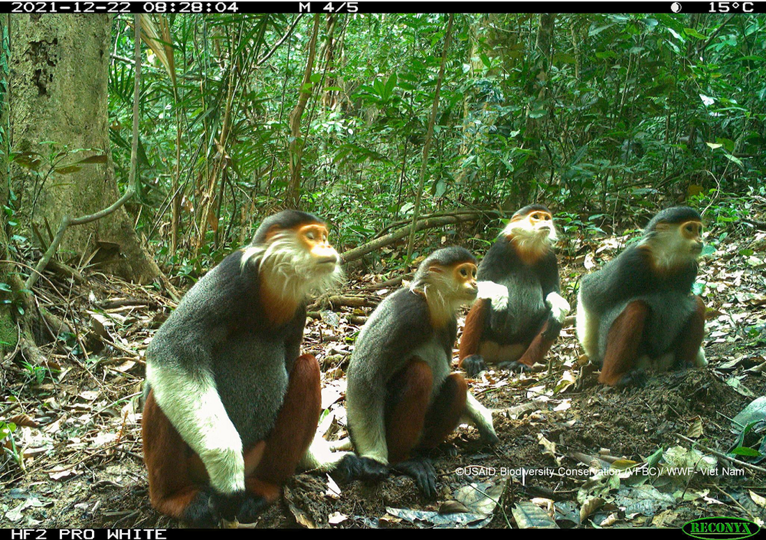 Bẫy ảnh chụp chà vá chân nâu - Ảnh: WWF Việt Nam