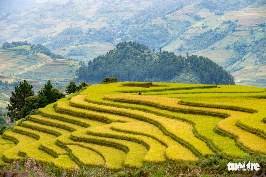 Ruộng bậc thang ở Mù Cang Chải &quot;hút hồn&quot; du khách - Ảnh: NAM TRẦN