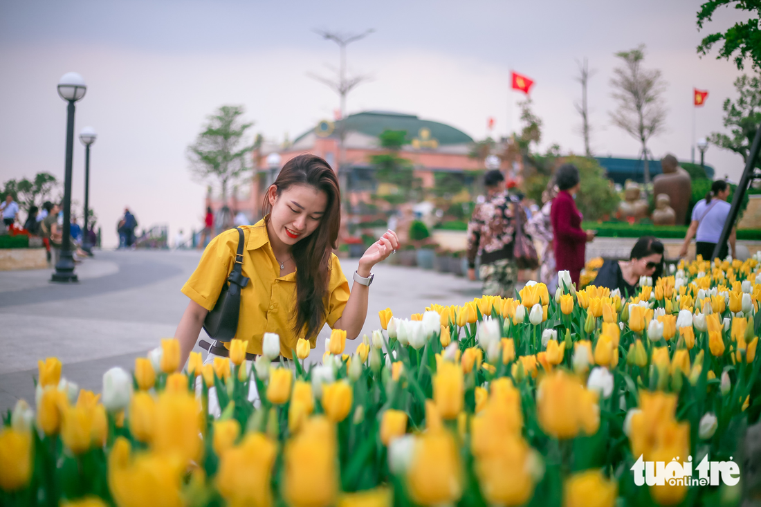 Ngắm hoa tulip nở rộ trên núi Bà Đen - Ảnh 1.