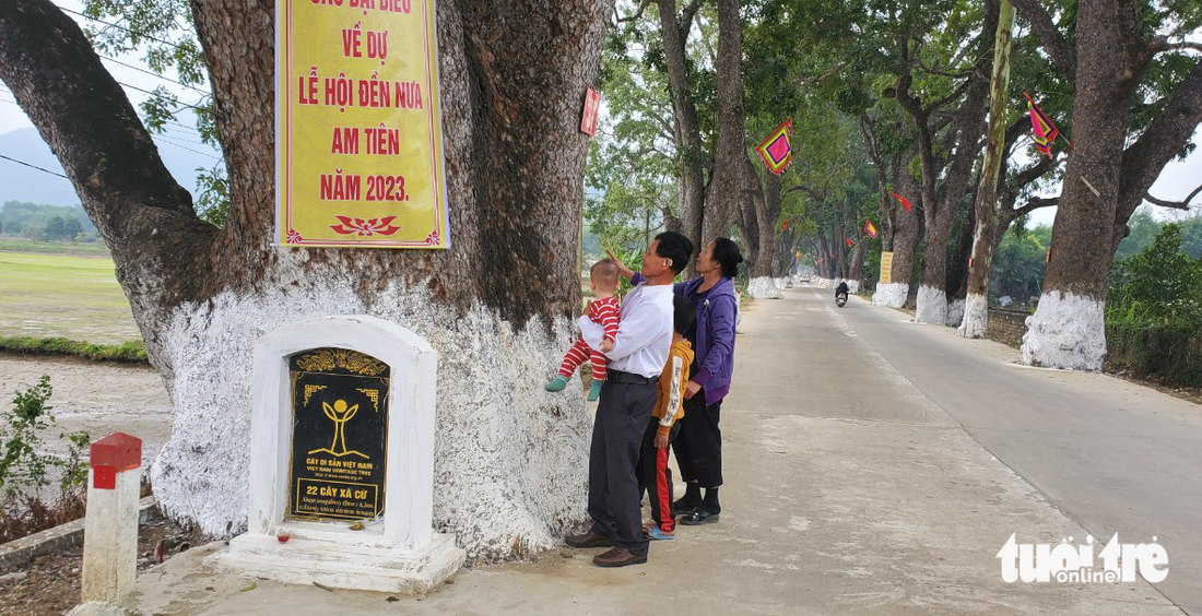 Hàng cây di sản quê hương bà Triệu - Ảnh 3.