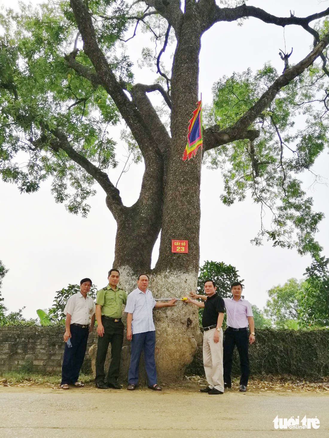 Hàng cây di sản quê hương bà Triệu - Ảnh 4.