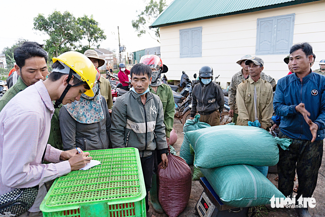 Nông dân xã Dliê Ya, huyện Krông Năng, bán cà phê chín đỏ 100% để làm nguyên liệu sản xuất cà phê đặc sản cho Hợp tác xã Ea Tân