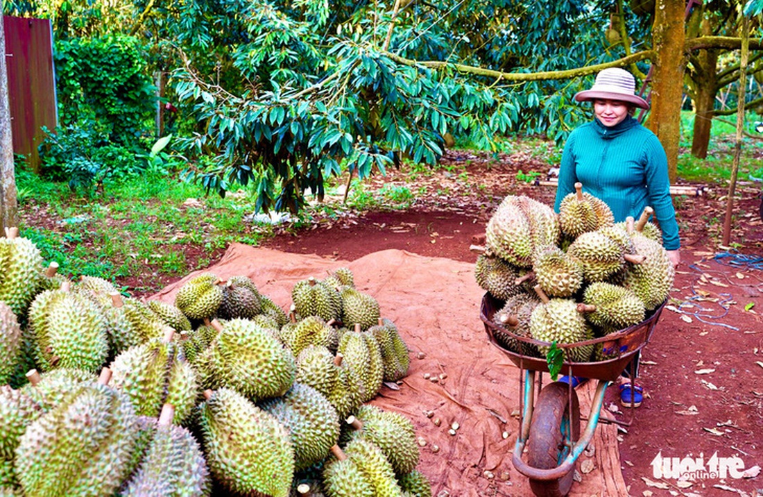 Tin tức sáng 2-5: Ca tử vong do COVID-19 chưa tiêm đủ vắc xin; Có thể bán tỉ đô sầu riêng - Ảnh 3.