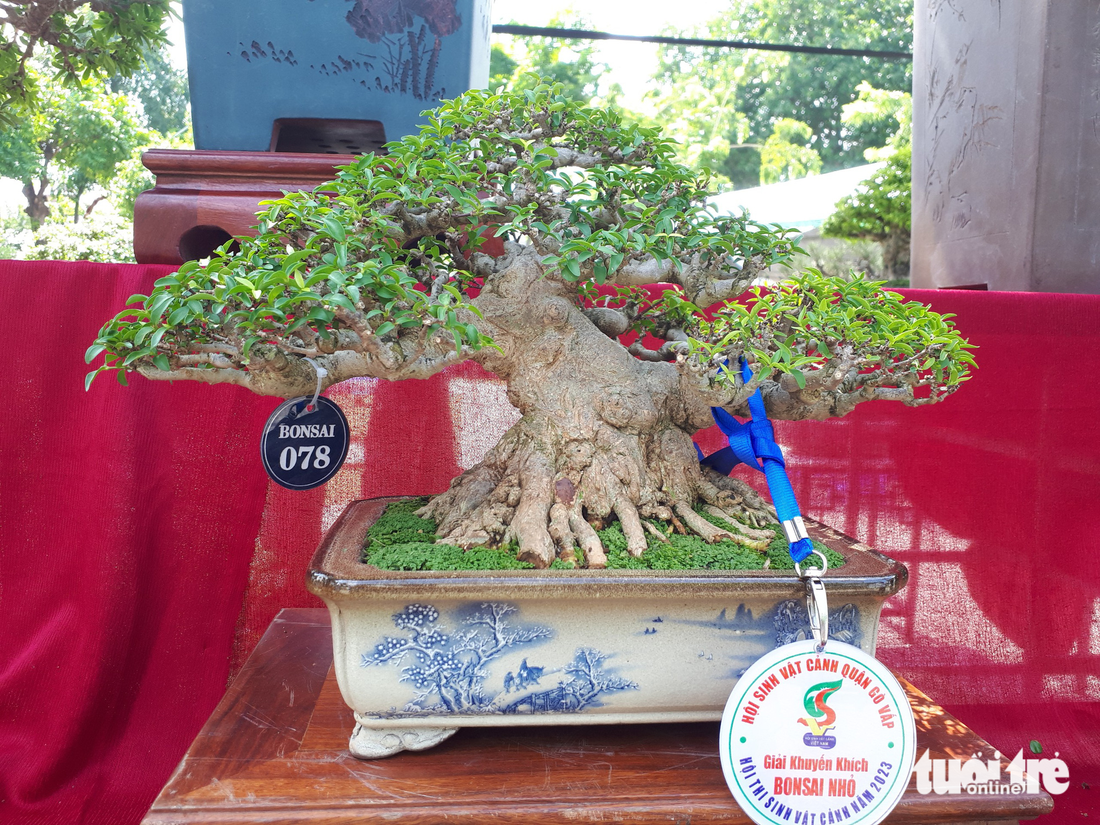 Ngắm hàng ngàn chậu bonsai độc lạ, có chậu cả tỉ đồng - Ảnh 3.