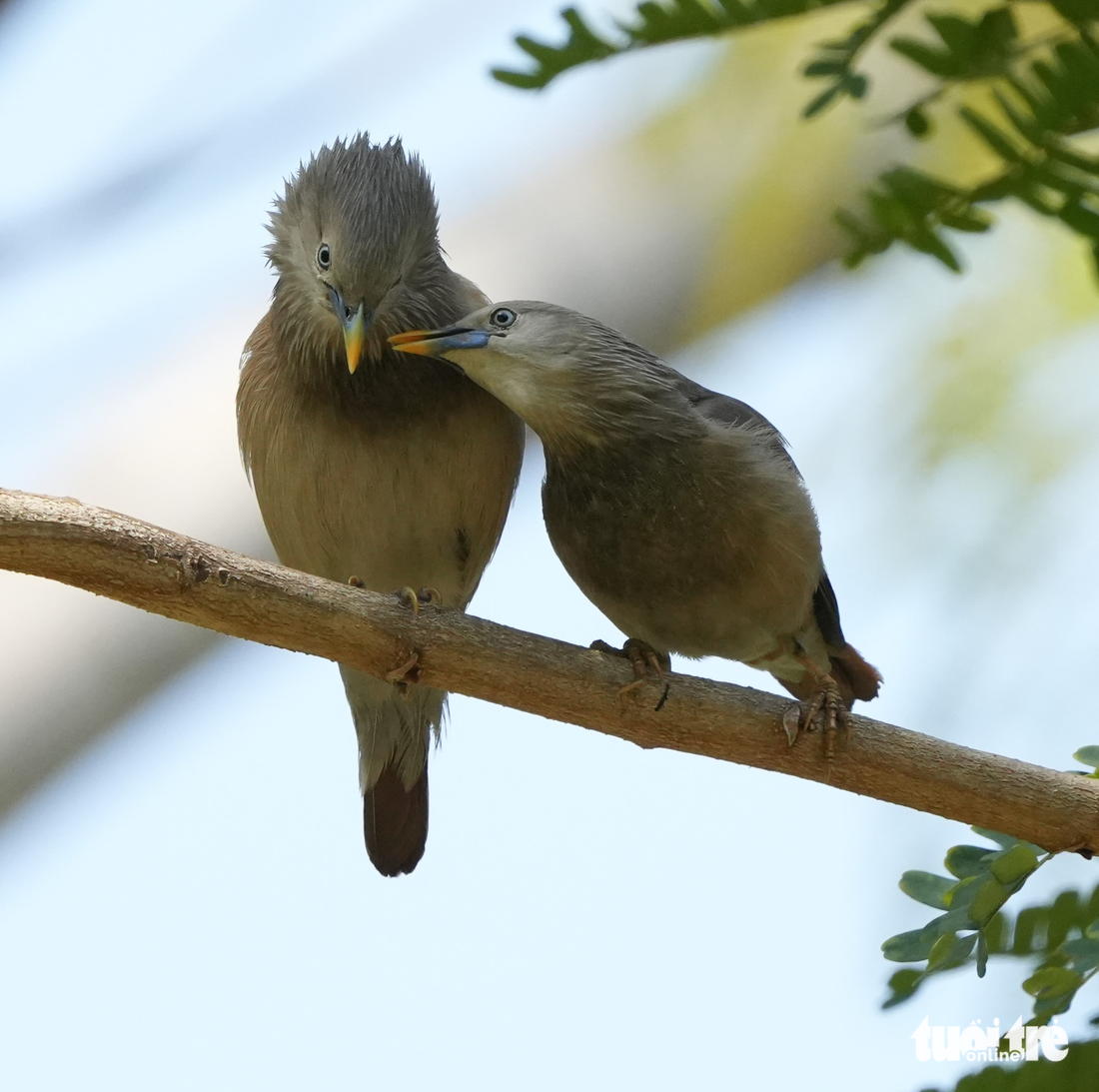 Gần tổ gõ kiến xuất hiện một đôi sáo đá đuôi hung