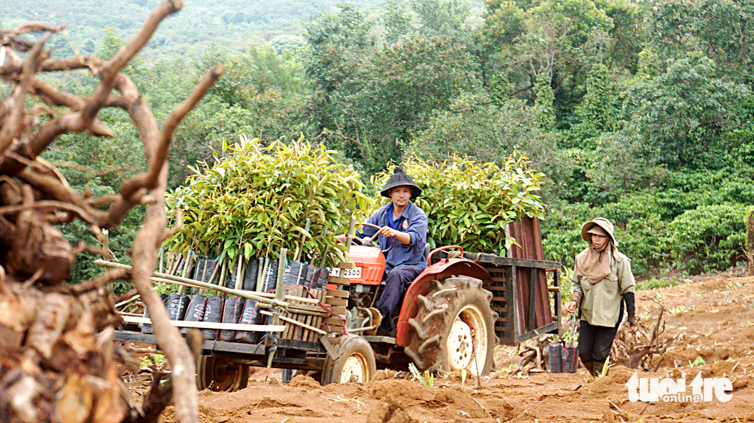 Đánh cược với cây sầu riêng - Ảnh 5.