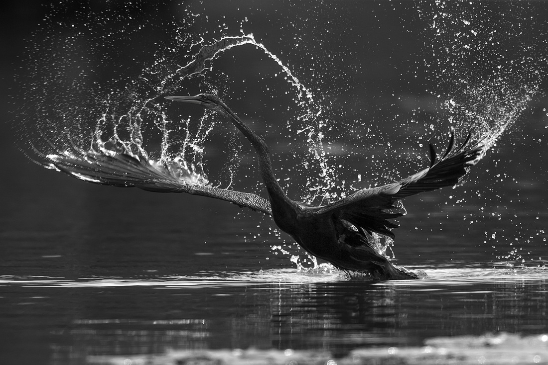 Giải được yêu thích tại triển lãm: Lung linh ánh sao nước (Chim cổ rắn-Oriental Darter). Tác giả: Đào Hoài Nam