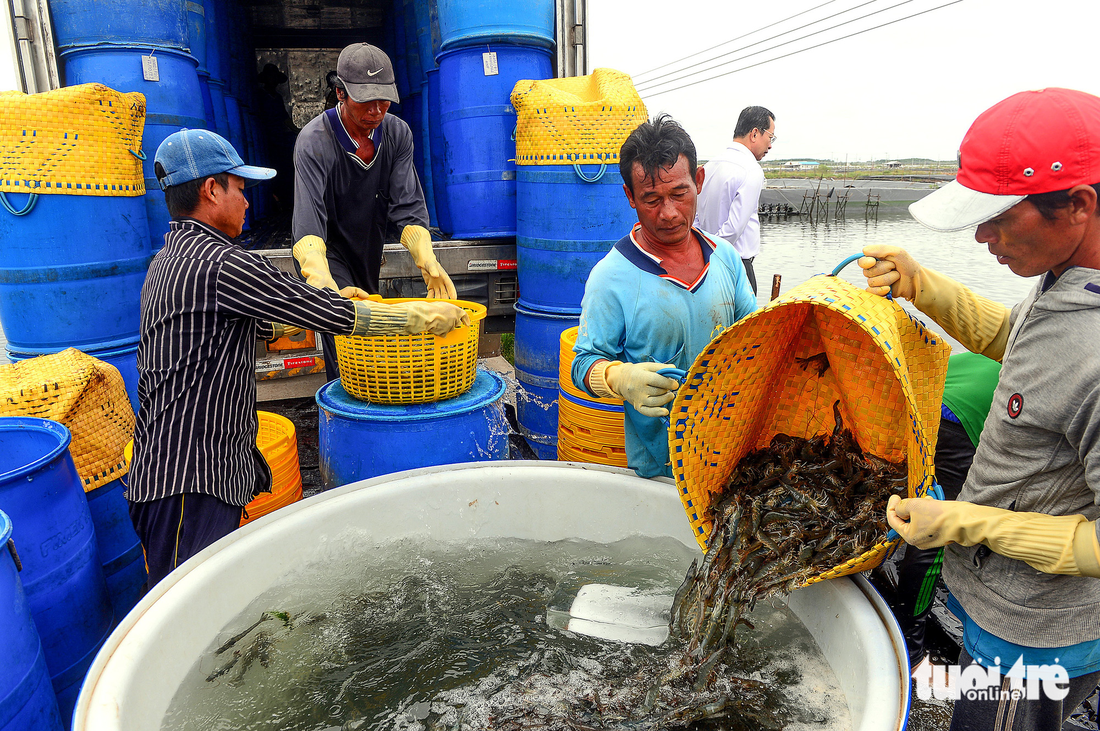 Thu hoạch tôm tại Công ty cổ phần thực phẩm Sao Ta, thị xã Vĩnh Châu, tỉnh Sóc Trăng - Ảnh: QUANG ĐỊNH