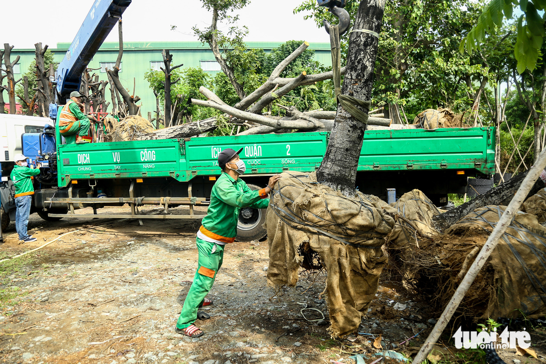 Cận cảnh chăm sóc cây xanh di dời làm nút giao thông An Phú - Ảnh 5.