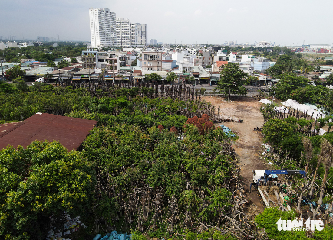 Cận cảnh chăm sóc cây xanh di dời làm nút giao thông An Phú - Ảnh 8.