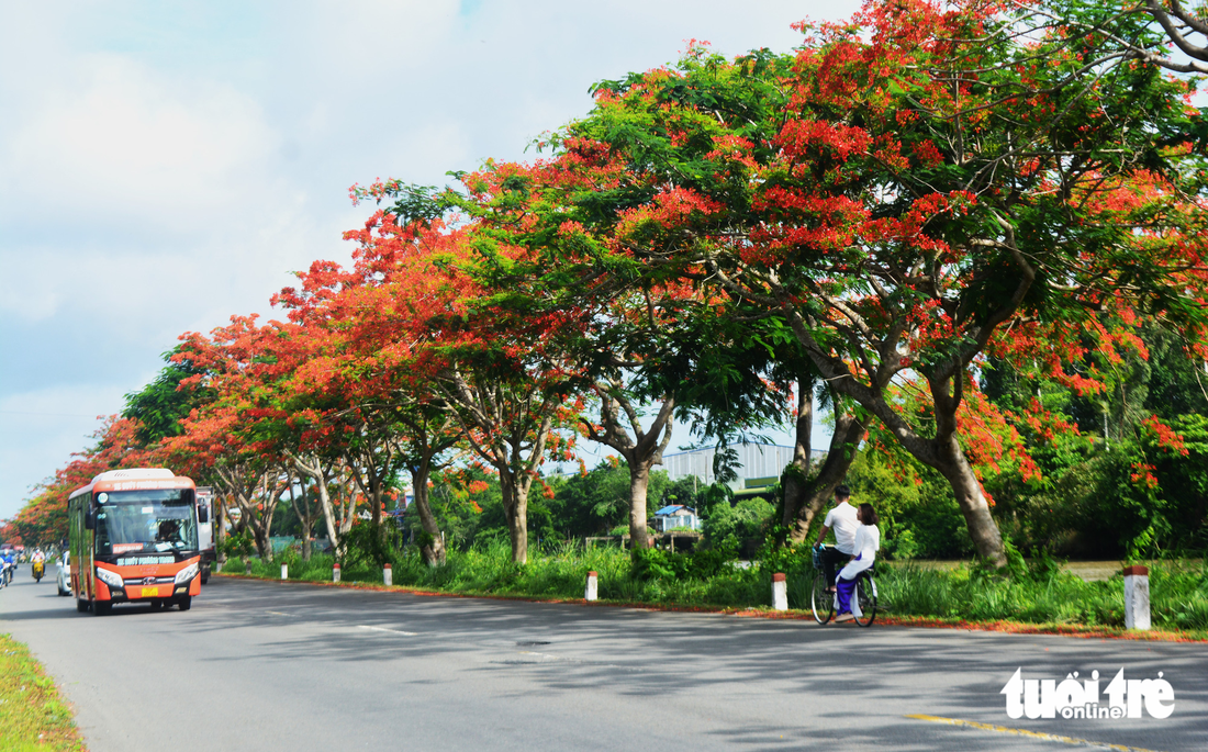 Ngắm hàng cây phượng vĩ rực rỡ giữa khung trời tháng 6 - Ảnh 1.