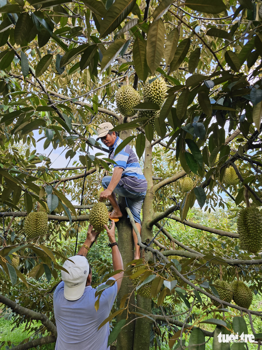 Lễ hội trái cây Ninh Sơn: người dân háo hức, mong chờ - Ảnh 3.