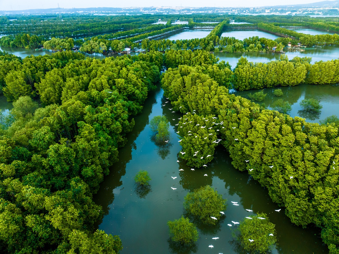 Chim, cò bay lượn trên bầu trời Cồn Chim, tạo nên khung cảnh vô cùng thơ mộng - Ảnh: DŨNG NHÂN