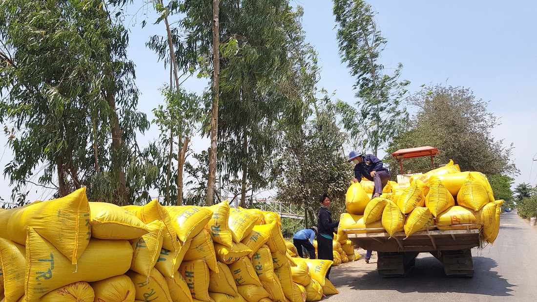 Nông dân trồng lúa hè thu thắng lớn vì giá lúa tăng cao hơn so với giá lúa đông xuân - Ảnh: BỬU ĐẤU