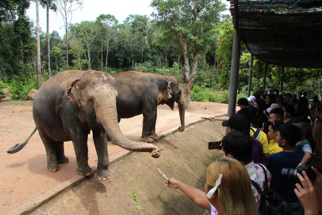 Khách du lịch vui thích khi đến Safari Phú Quốc vui chơi - Ảnh: CHÍ CÔNG