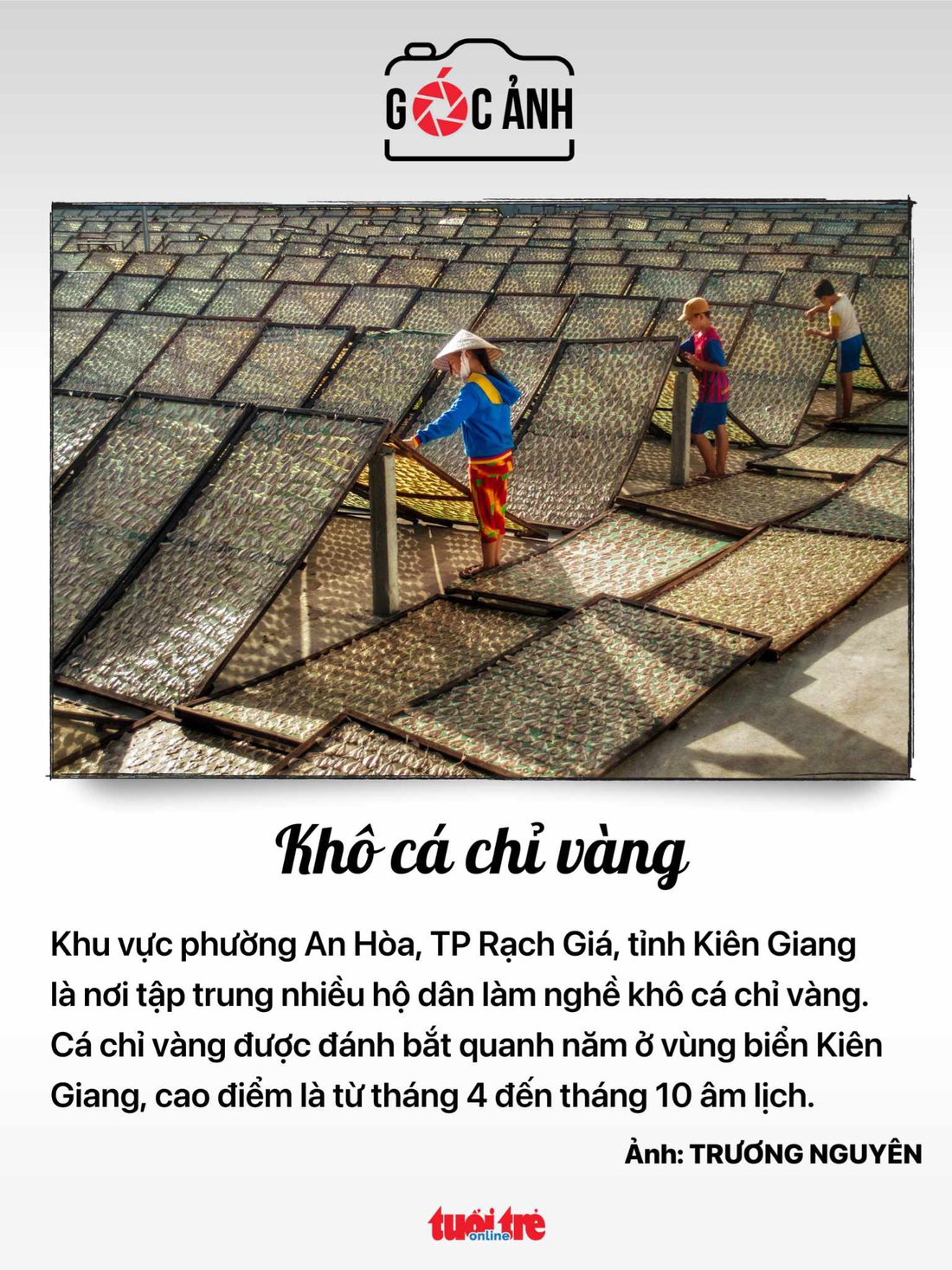 Khô cá chỉ vàng - Ảnh: TRƯƠNG NGUYÊN