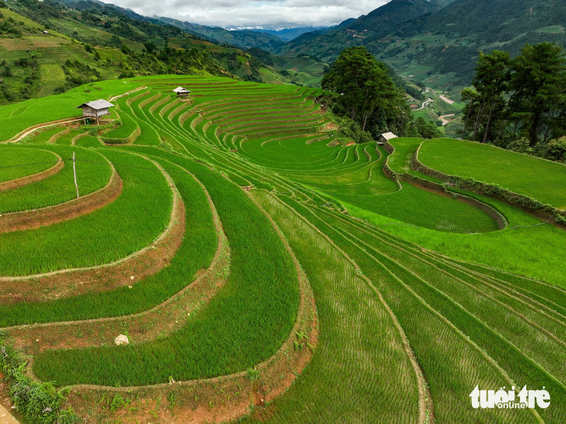 Những thửa ruộng bậc thang Mù Cang Chải xanh ngắt sau đợt mưa lớn đầu tháng 8 - Ảnh: NAM TRẦN