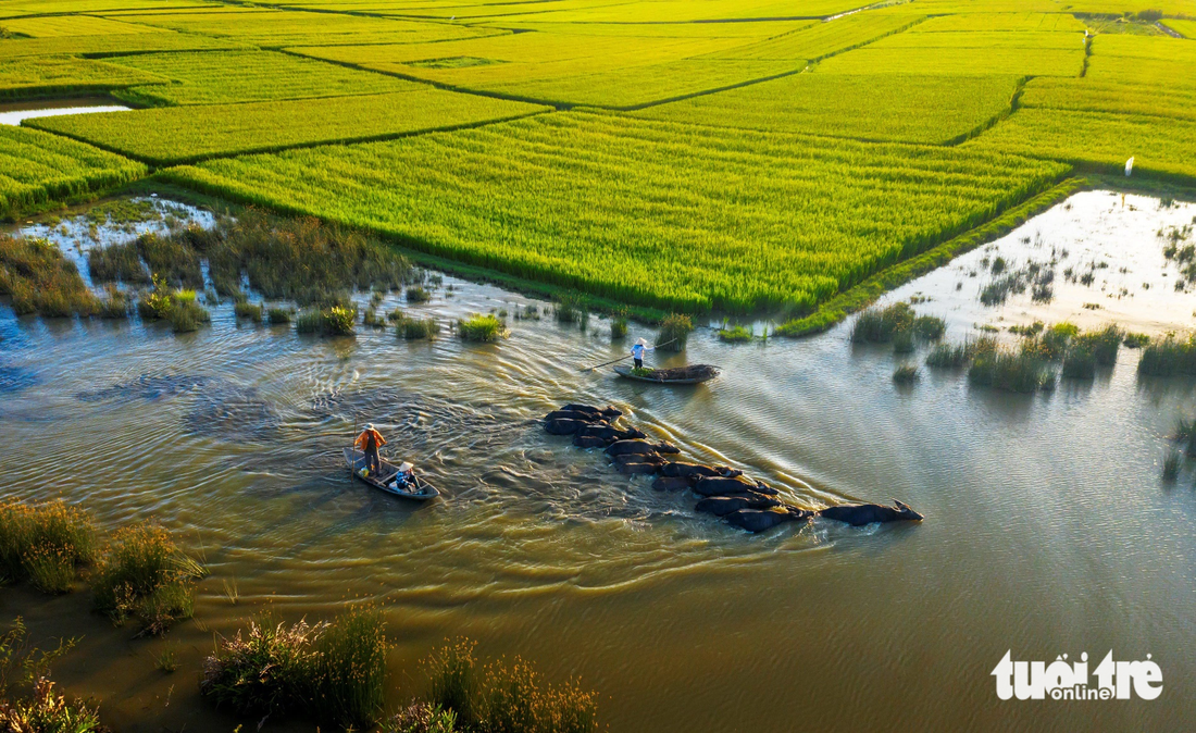 Ngoài nuôi vịt, ông bà còn nuôi trâu. Giá trâu giảm, ông bà cũng lâm cảnh khó khăn nhưng họ luôn hạnh phúc