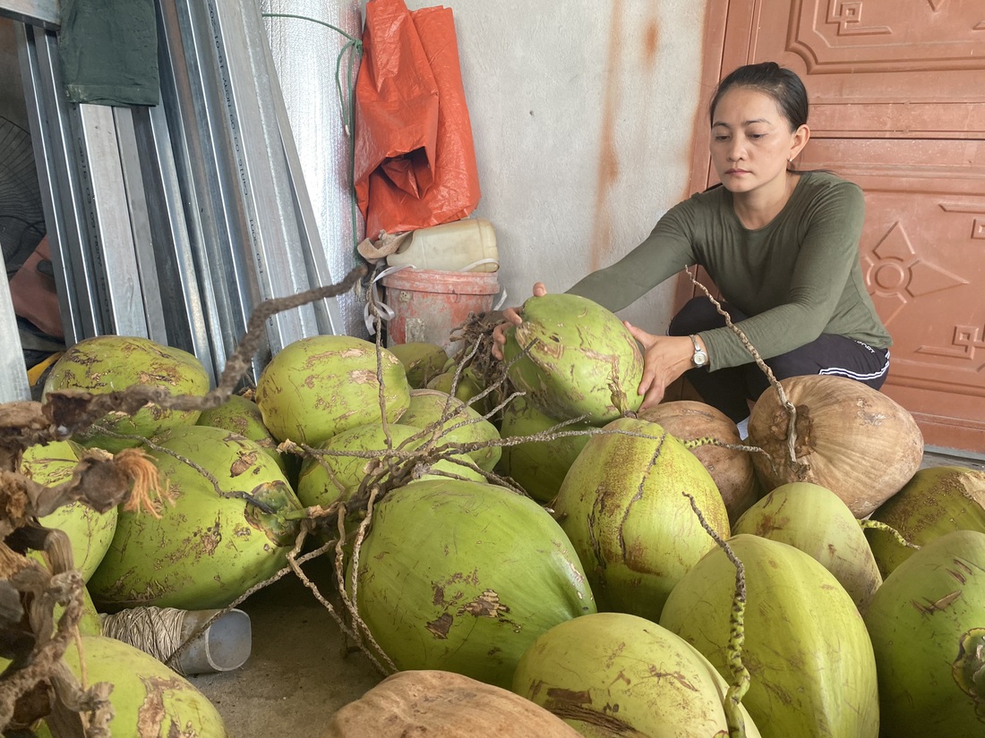 Số dừa được anh Diệu lặn lội các vườn mua, trèo hái đem về nhà - Ảnh: LÊ TRUNG