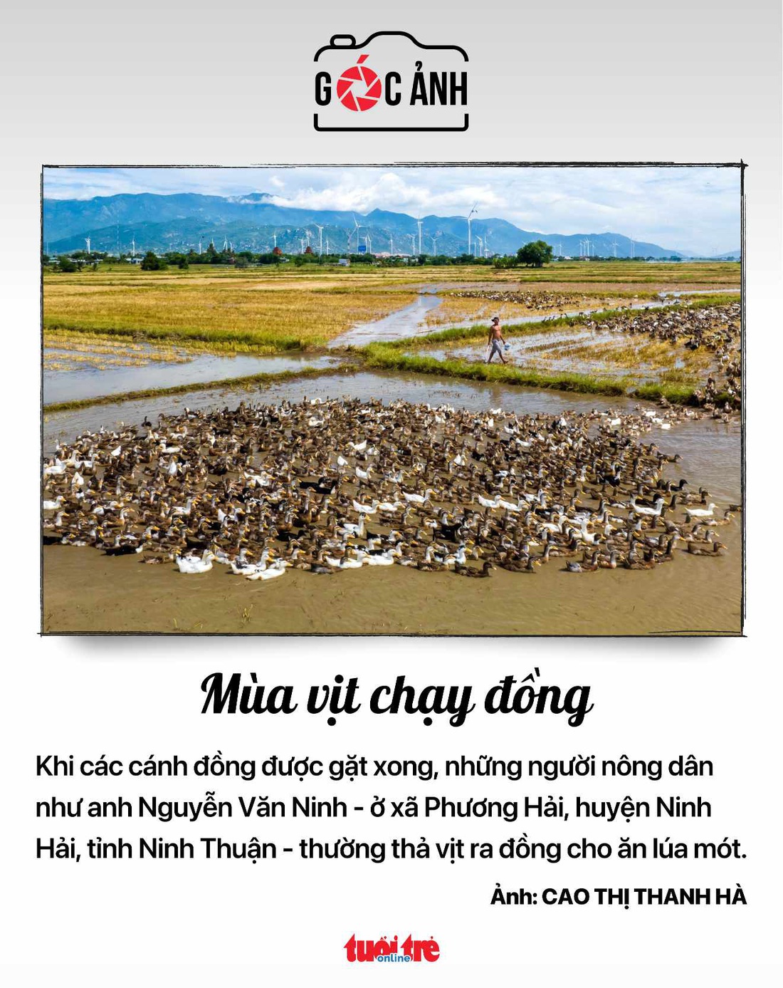 Mùa vịt chạy đồng - Ảnh: CAO THỊ THANH HÀ