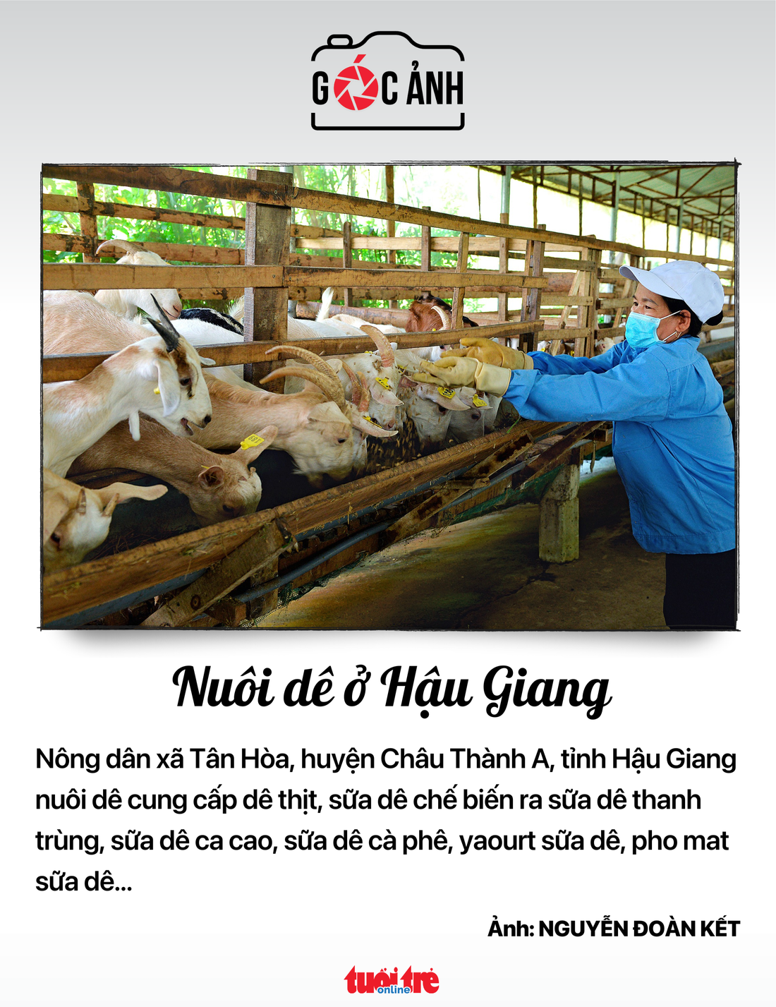 Nuôi dê ở Hậu Giang - Ảnh: NGUYỄN ĐOÀN KÉT