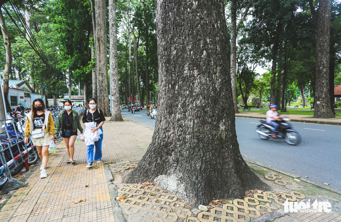 Ông Nguyễn Hải (74 tuổi, ngụ quận 1) cho biết: “Cây xanh dọc các con đường quận 1, quận 3 này đã gắn liền với bao kỷ niệm của tôi và người dân nơi đây. Tôi có cơ hội được chứng kiến hàng cây phát triển từ bé đến giờ, có nhiều cây được trồng cả trăm năm, hơn cả tuổi tôi. Theo thời gian có một vài cây đã quá già yếu, còn lại vẫn sừng sững đứng đó. Đáng buồn thay khi một vài hàng cây xanh ấy lại bị bạo hành bằng muôn kiểu! Những vết chai sần, sẹo lồi lõm do vết đinh đóng còn để lại. Bộ rễ trộn lẫn với xi măng đang oằn mình kiếm lỗ thở. Tệ hơn nữa, không ít cây cổ thụ bị cắt tỉa vô tội vạ, trơ trụi cành lá hệt như những cây đã chết”, ông Hải nói.