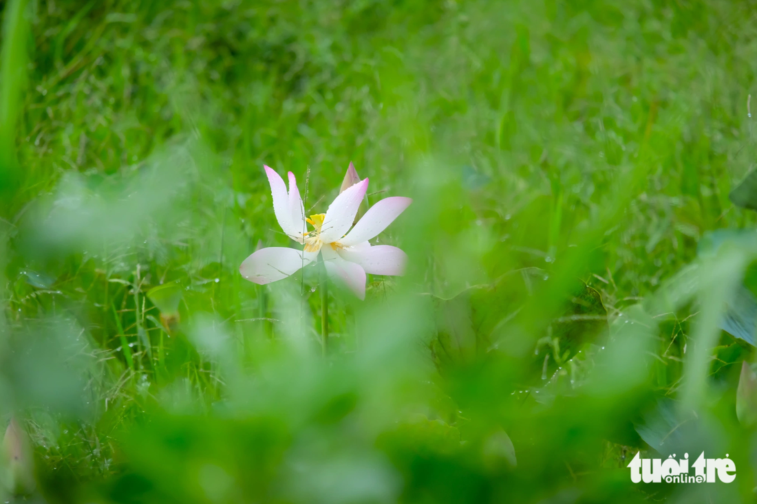 Theo người dân địa phương, sen trên đường Nguyễn Văn Linh (đoạn qua xã An Phú Tây, huyện Bình Chánh) đã được trồng từ nhiều năm trước