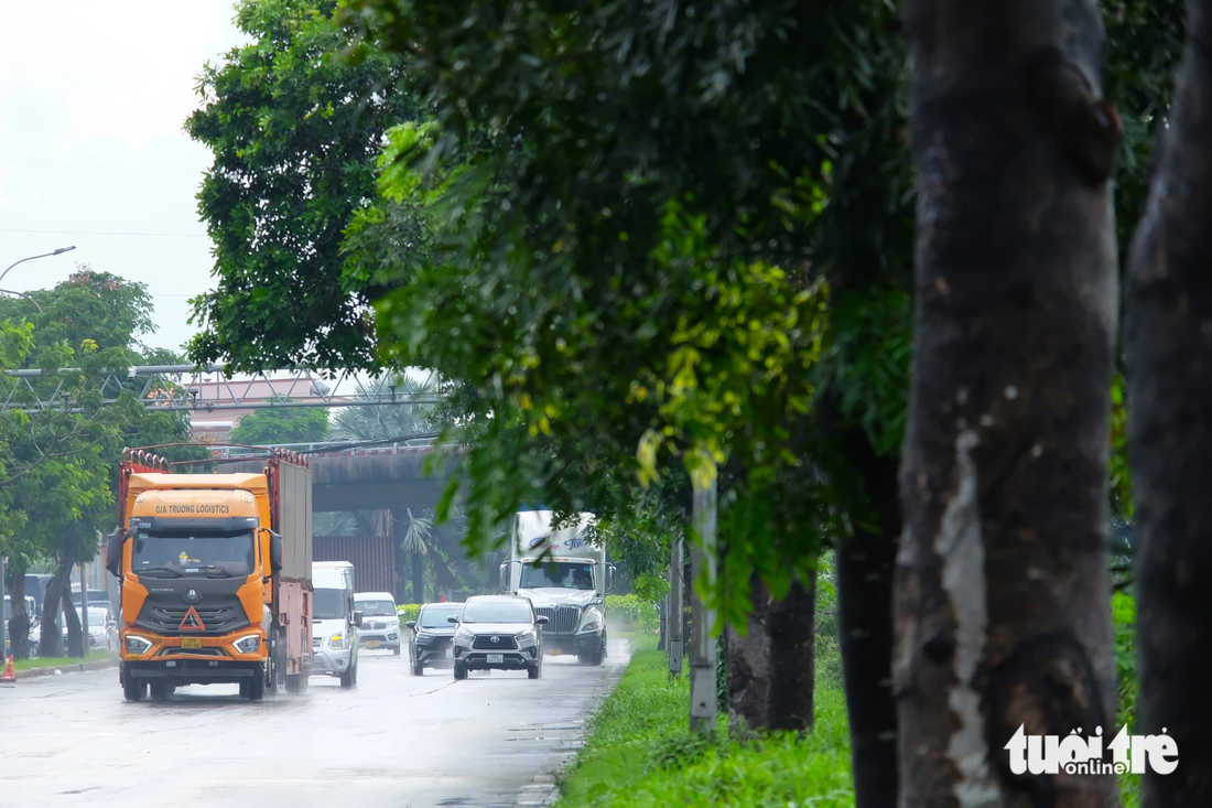 Trên đường Nguyễn Văn Linh, dải phân cách đang được trồng cây xanh cao lớn, tán cây sum sê