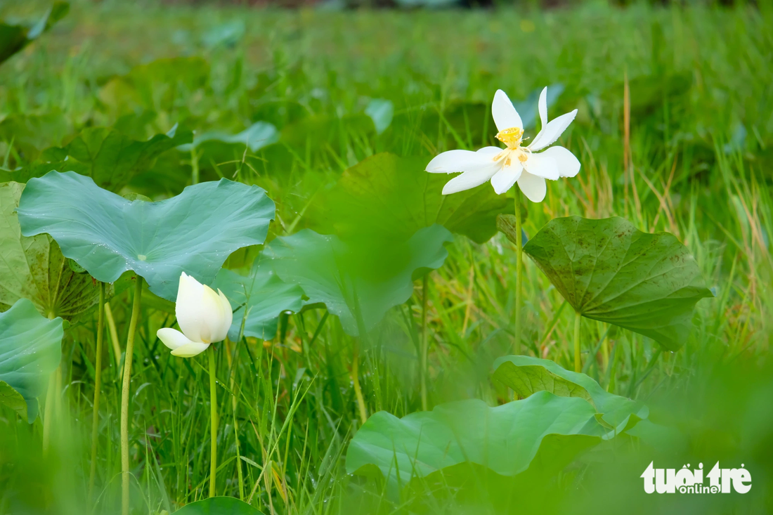 Sen là loài hoa rất được lòng người dân Việt Nam. Huyện Bình Chánh kỳ vọng việc trồng sen trên đường Nguyễn Văn Linh sẽ tạo một điểm đến mới để người dân check-in, chụp ảnh