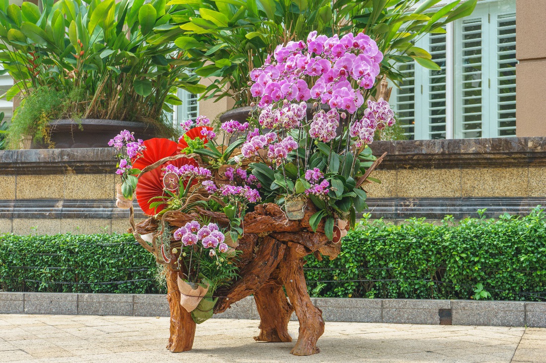 Lũa lan Moon Flower - Món quà sang trọng cho ngày xuân- Ảnh 2.