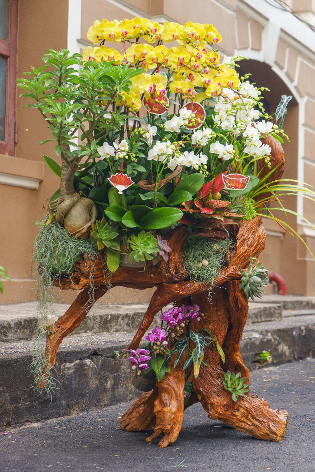 Lũa lan Moon Flower - Món quà sang trọng cho ngày xuân- Ảnh 3.