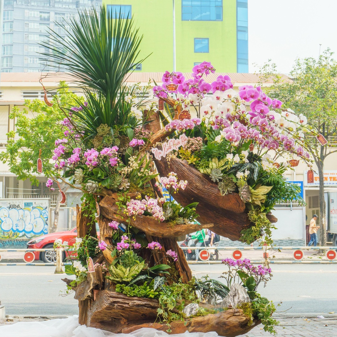 Lũa lan Moon Flower - Món quà sang trọng cho ngày xuân- Ảnh 4.