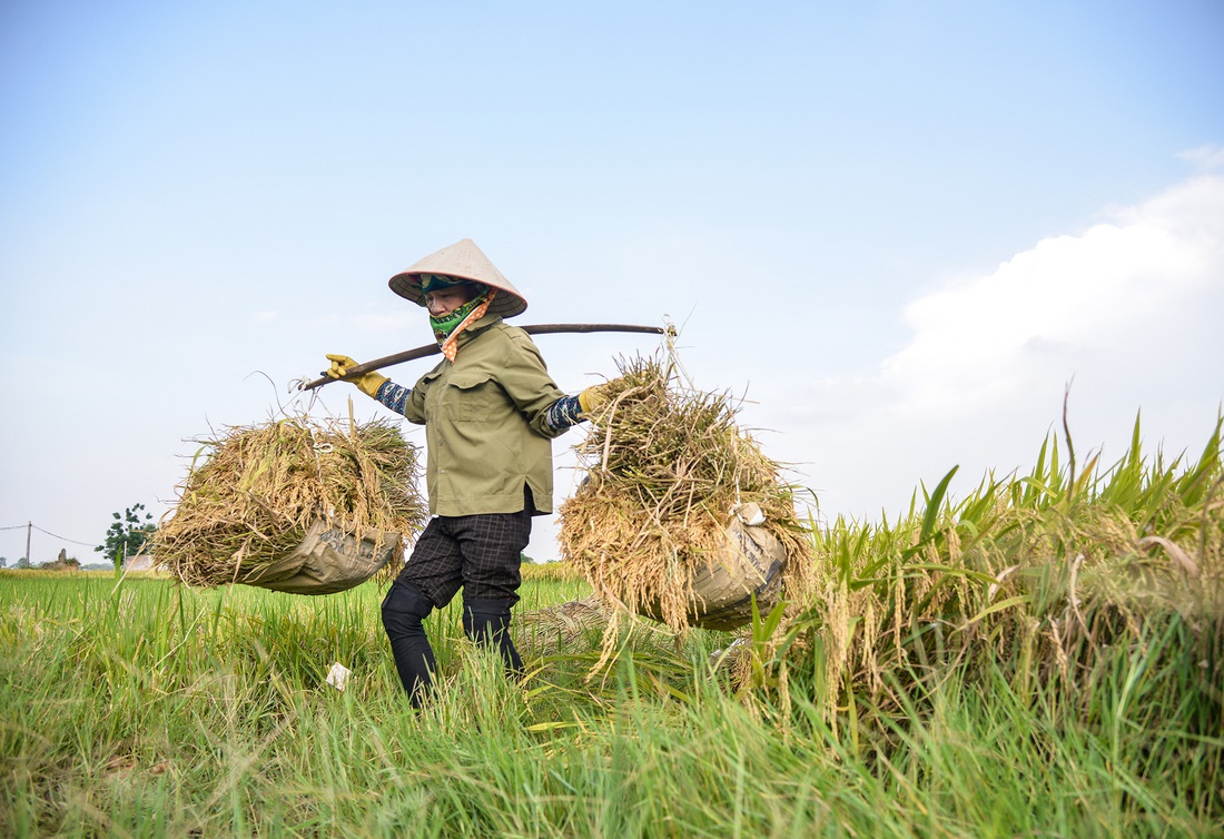 Nông dân thu hoạch lúa gạo tại một nông trường ở miền Bắc - Ảnh: GIA ĐOÀN