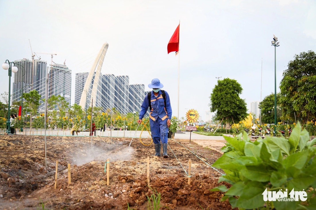 20.000 cây hoa hướng dương được trồng bổ sung để kịp bung nở vào đúng dịp Tết Nguyên đán sắp tới