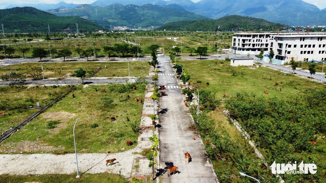 Bò trong khu đô thị ở quận Liên Chiểu (Đà Nẵng) - Ảnh: ĐOÀN CƯỜNG