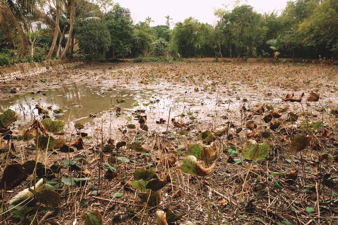 Ao cá mùa cạn - Ảnh: ĐẬU DUNG