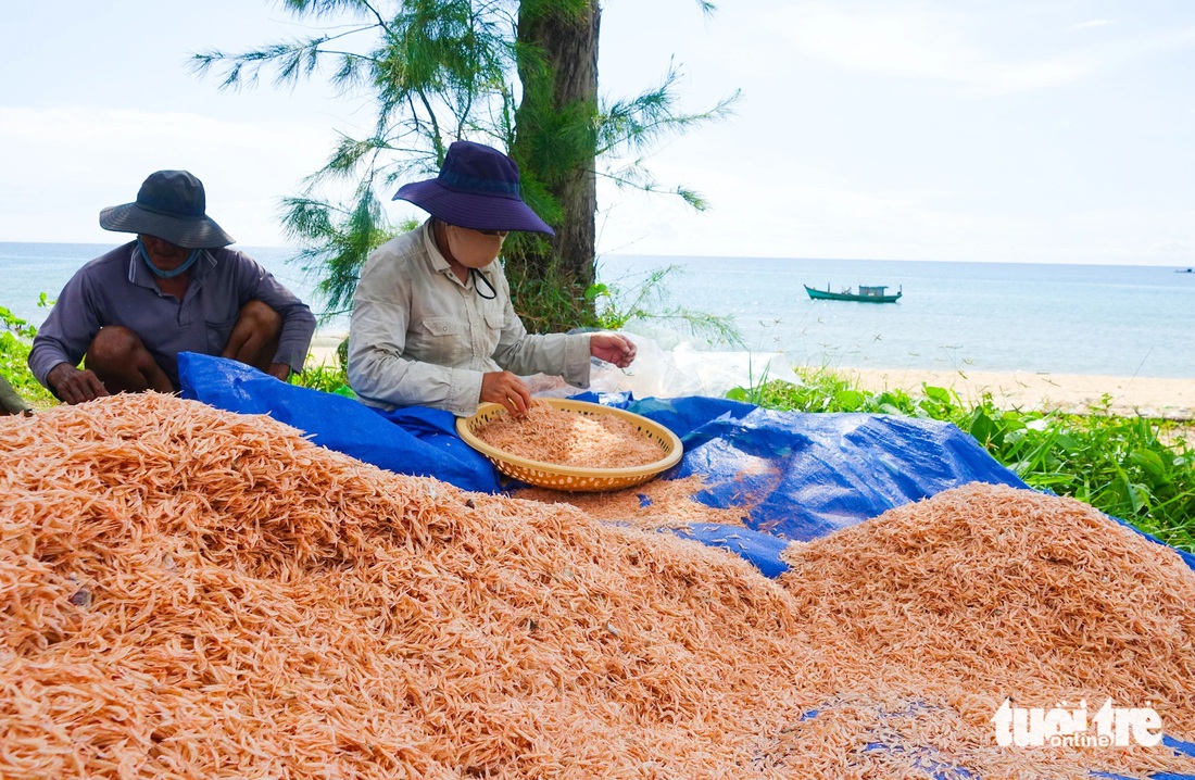 Rộn ràng mùa đánh bắt ruốc trên biển Phú Quốc - Ảnh 1.