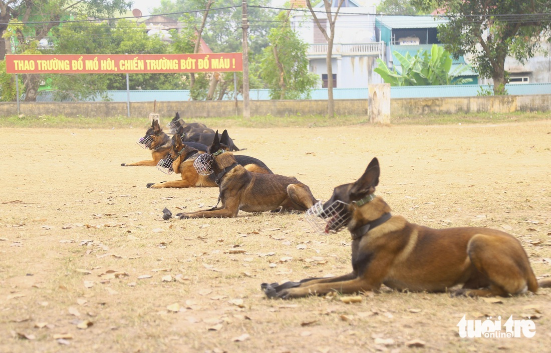 Tình bạn đặc biệt giữa sĩ quan cảnh sát và chú chó nghiệp vụ - Ảnh 7.