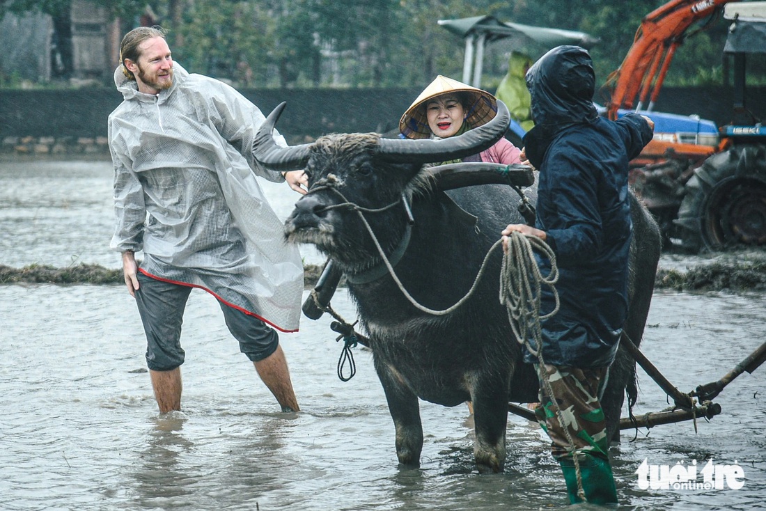 Du khách đội mưa, lội bùn cày ruộng ở Hội An - Ảnh 1.