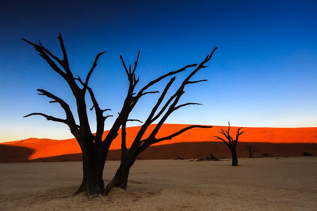 Theo thời gian, những cây keo ở DeadVlei bị thiêu đốt dưới ánh nắng mặt trời và hóa thành màu đen - Ảnh: PIXELS