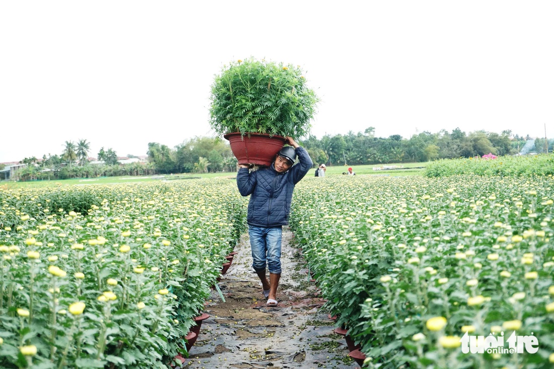 Từ vùng đất cằn cỗi, hoa Tết Gò Giảng nay đã trở thành thương hiệu của cả vùng - Ảnh: ĐOÀN CƯỜNG