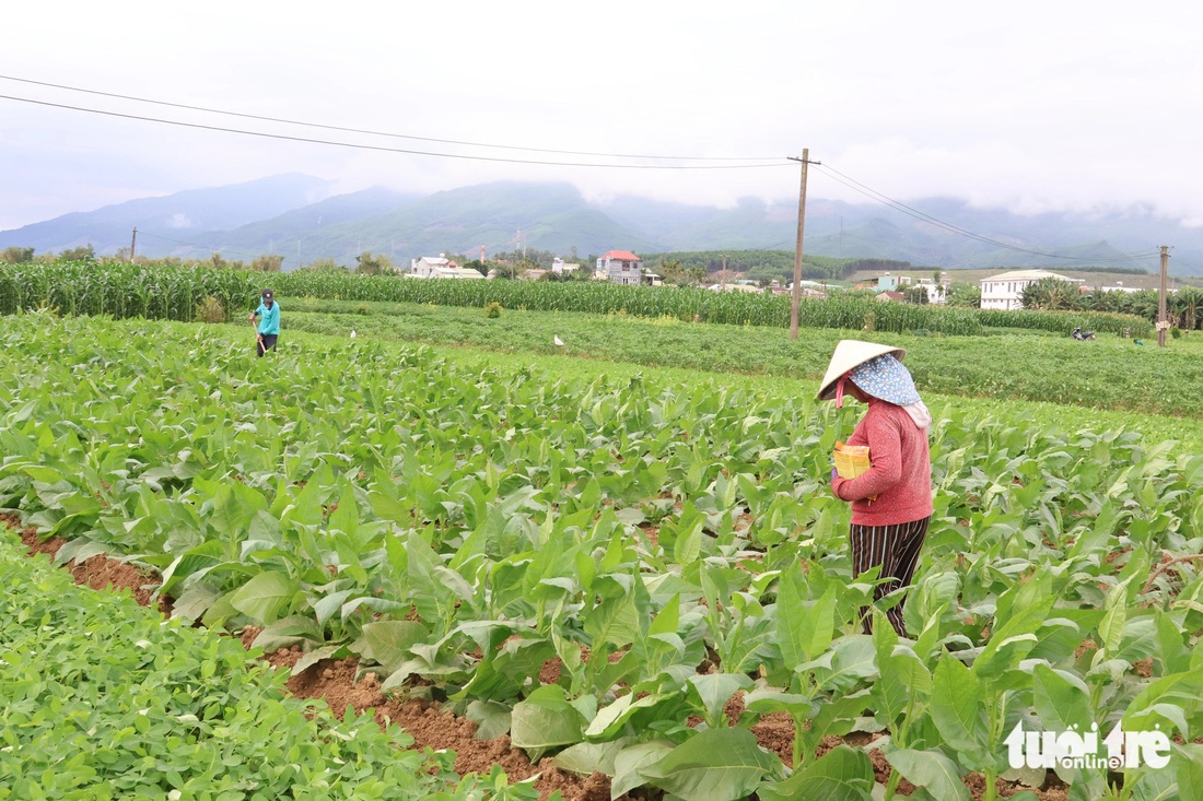 Ngày 30 Tết nhưng nông dân vẫn ra ruộng chăm sóc cây trồng - Ảnh: LÊ TRUNG